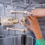 squelette animation enfants école 1