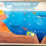 le milieu marin animation science enfants 14